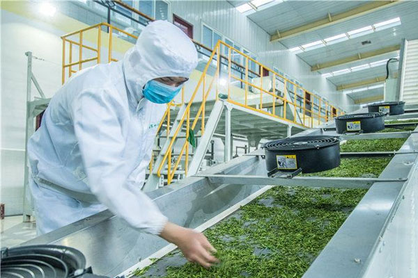 四川省峨眉山市职业技术学校茶叶生产与加工