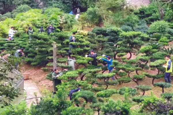 重庆市风景园林技工学校园林工程招投标与预决算方向