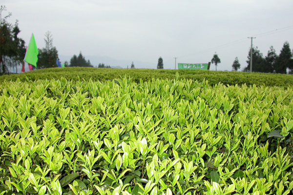云南农业大学茶树栽培与茶叶加工